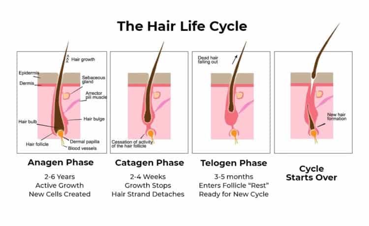 Hair life cycle diagram can illustrate why your beard stopped growing.