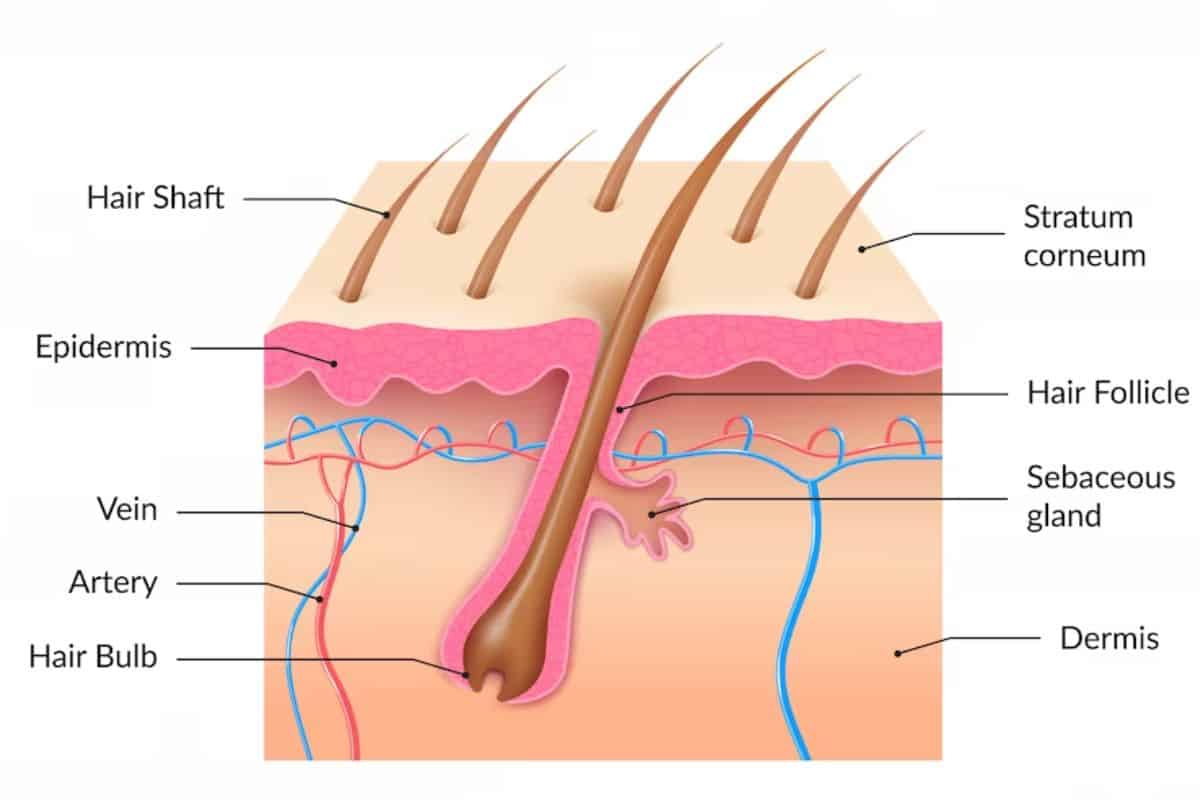 does scalp micropigmentation damage hair follicles