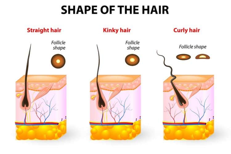 Hair follicle shape texture diagram