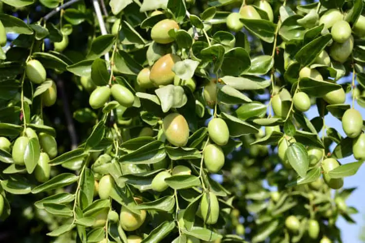 jojoba oil plant 