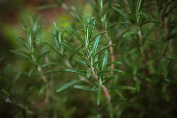 Rosemary Essential Oil